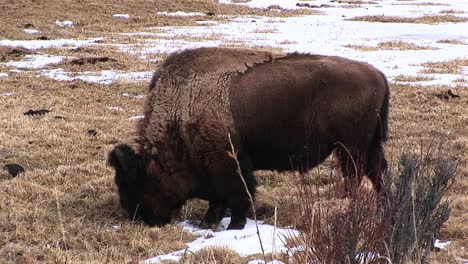 a molting bison forages for food in the early spring