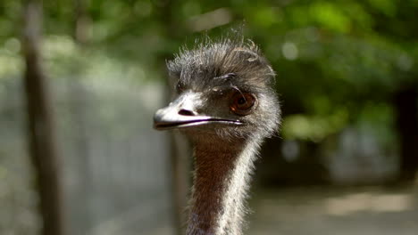 ostrich close up head looking