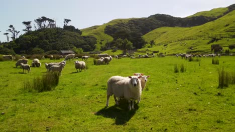 Amazing-view-of-mother-sheep-with-baby-lambs-looking-at-the-camera