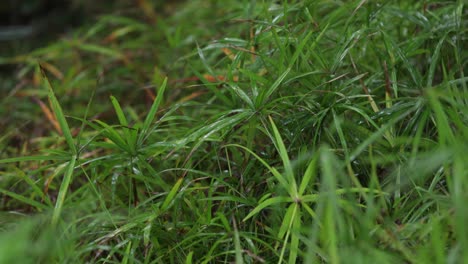 hojas de plantas verdes brillantes que están lloviendo en un bosque