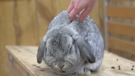 a sleeping holland lop on a wooden table, while a woman massaging its head - close up shot