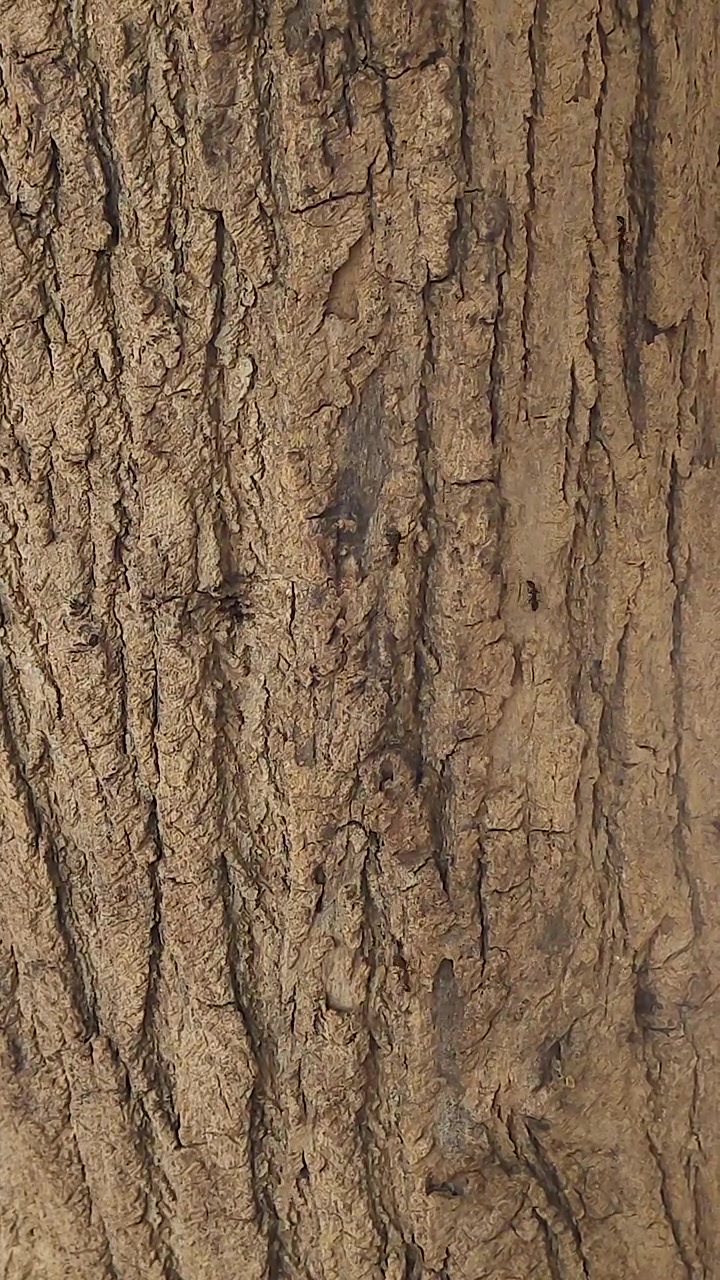 Verticale close-up beelden van reuzenmieren die over ruwe boombast bewegen. Ideaal voor natuurdocumentaires, ongediertebestrijdingsconcepten, bosecologie, biodiversiteit en natuurachtergronden.