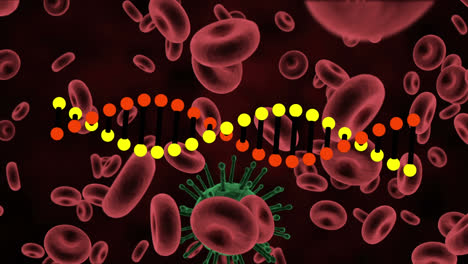 animación de la cadena de adn que gira sobre la célula covid y las células sanguíneas