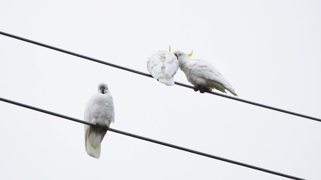 White cockatoos on a powerline