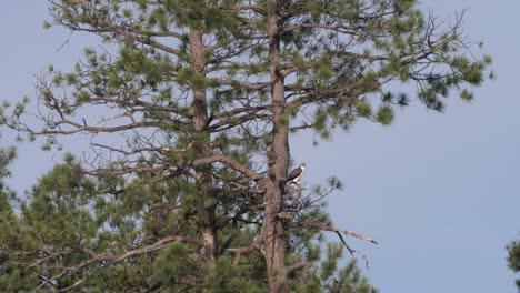 osprey perched on a branch of a ponderosa pine facing to the side