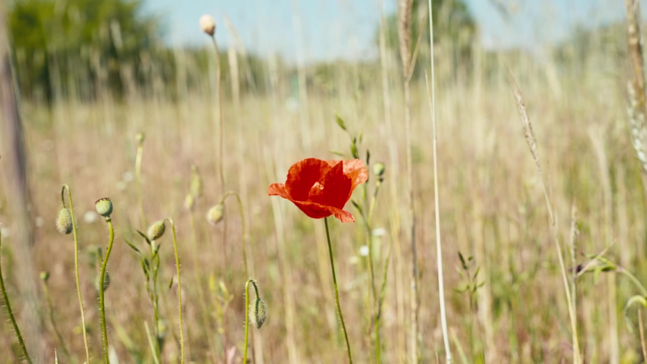 Papavero nella campagna polacca