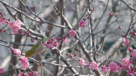 Warbling-White-eye-Bird-Eating-Nectar-From-The-Flowers-Of-A-Plum-Tree-In-Tokyo,-Japan---close-up