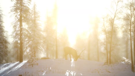 Orgulloso-Macho-De-Ciervo-Noble-En-El-Bosque-De-Nieve-De-Invierno