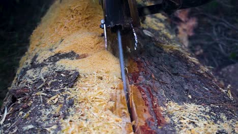 close-up-shot-of-a-chainsaw-expertly-slicing-through-the-majestic-Himalayan-cedar-trunk-right-from-its-center