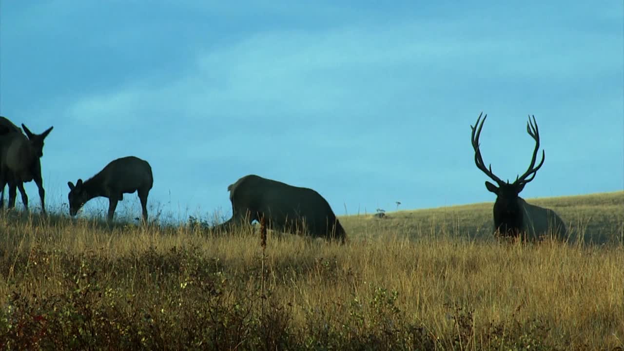 grupos de renos en la naturaleza