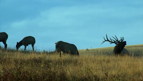 Grupos-De-Renos-En-La-Naturaleza