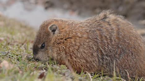 marmota hambrienta alimentándose en el suelo del bosque