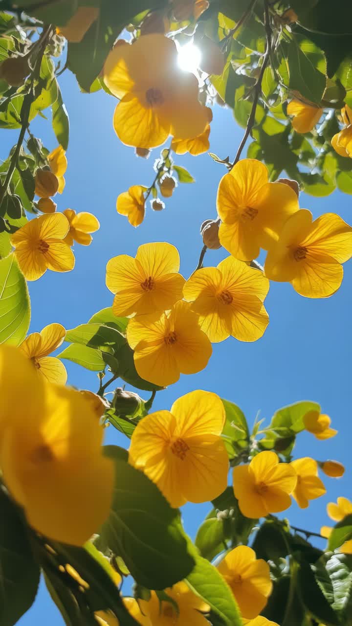 Vibrant yellow flowers against a clear blue sky, captured from a low angle