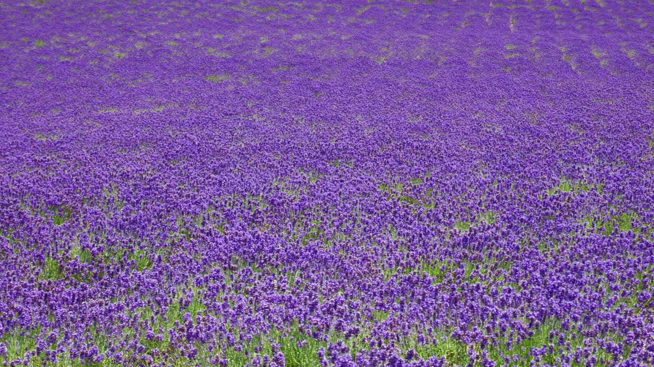 lavanda