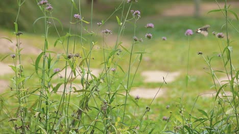 Nahaufnahme-Eines-Flatternden-Schmetterlings,-Der-Sich-In-Einem-Botanischen-Sommergarten-Von-Den-Violetten-Blüten-Ernährt