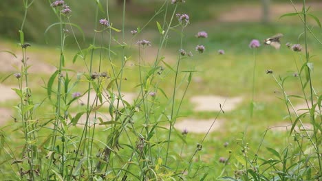 close up shot of a fluttering butterfly feeding off the purple flowers in a botanical summer garden