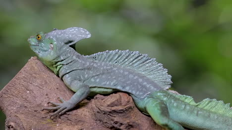 Grüner-Basilisk-Nickt-Mit-Dem-Kopf