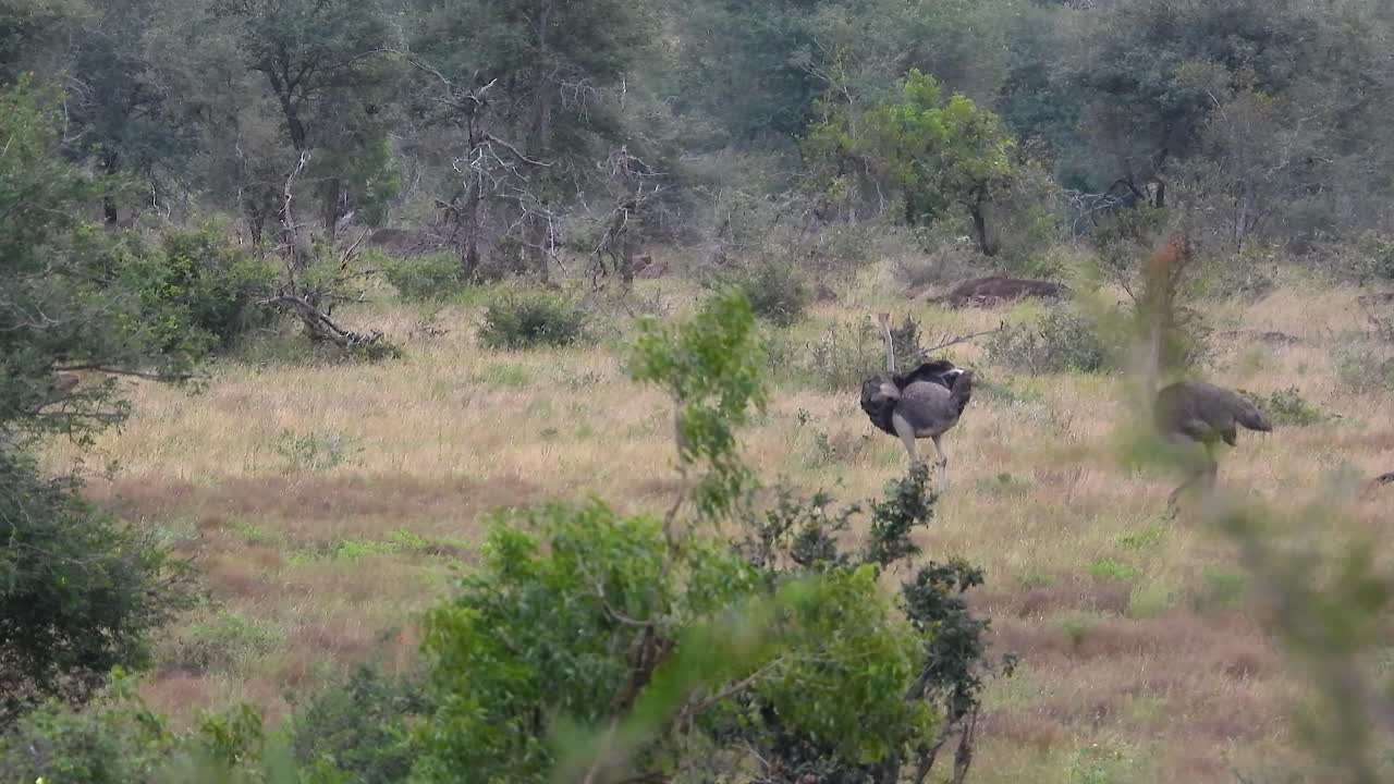 Close-up of three ostriches walking together through the grassland in Kruger National Park