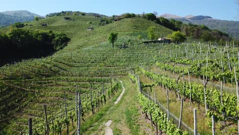 toma aérea de drones de colinas de viñedos en el área de valdobbiadene prosecco, italia, durante un día soleado de verano