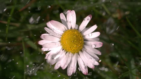 Agua-Cayendo-Sobre-Margarita-En-El-Jardín