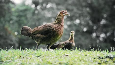 Ein-Paar-Dschungelhühner,-Die-Auf-Dem-Grünen-Gras-Im-Botanischen-Garten,-Singapur,-Stehen