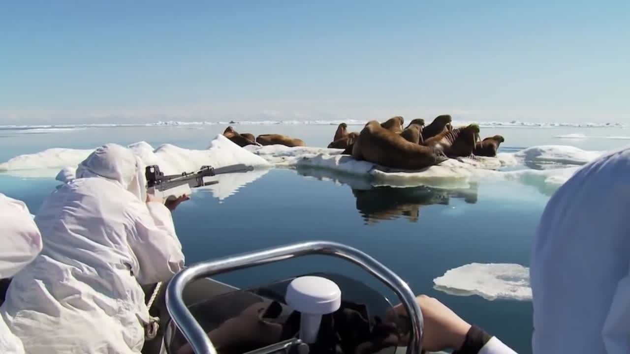 연구원들은 진정제 총을 사용하여 해마를 진정시킵니다.