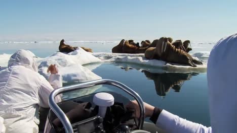 researchers tranquilize a walrus using a tranquilizer gun