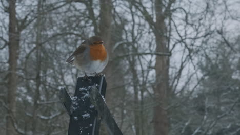 Robin-Redbreast,-Perched-on-Pole,-on-Snowy-Winter-Day,-Takes-off