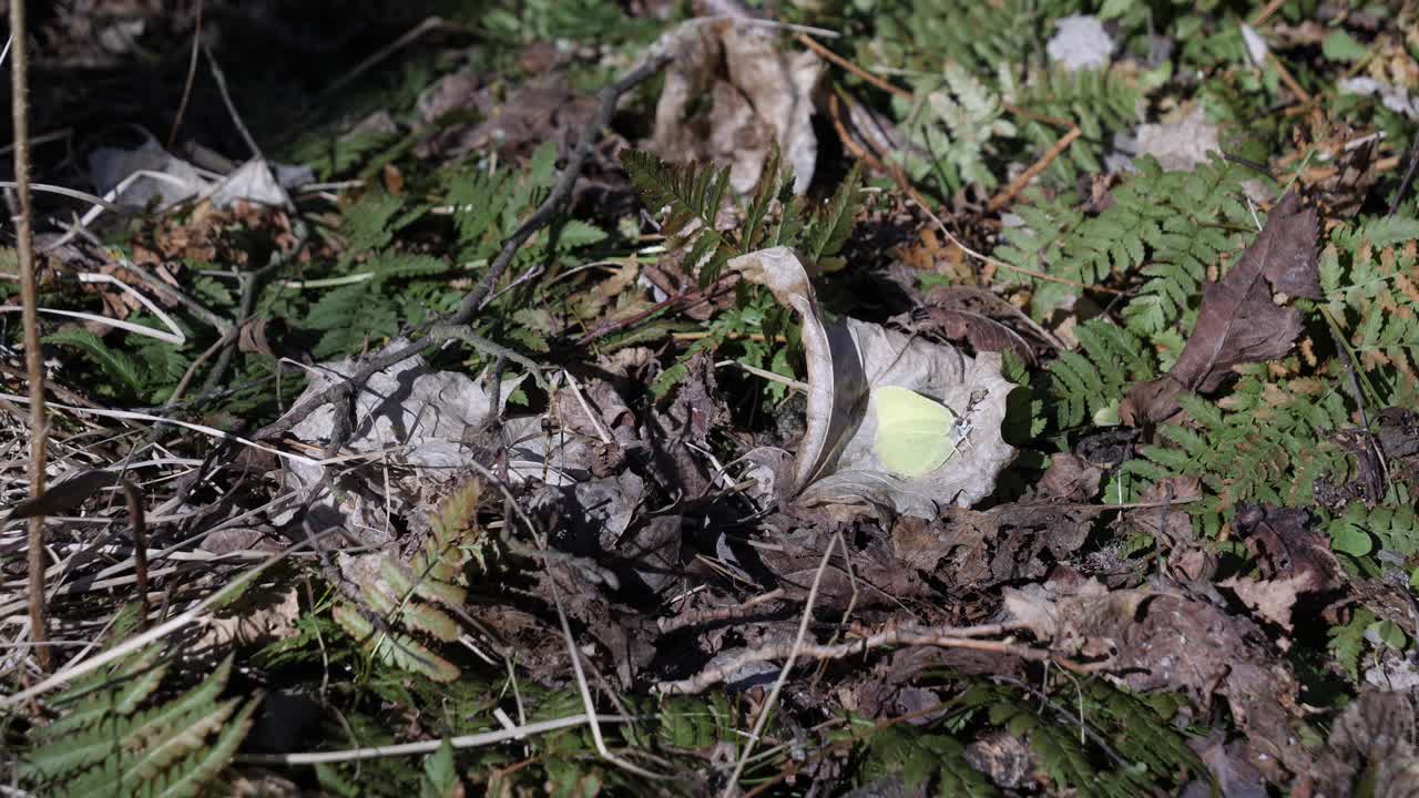 마른 잎에 앉아 있는 가족 pieridae의 gopteryx rhamni 나비