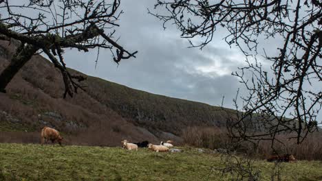 Irish-postcard,-timelapse-in-Burren:-Cows,-mountain,-clouds-in-motion