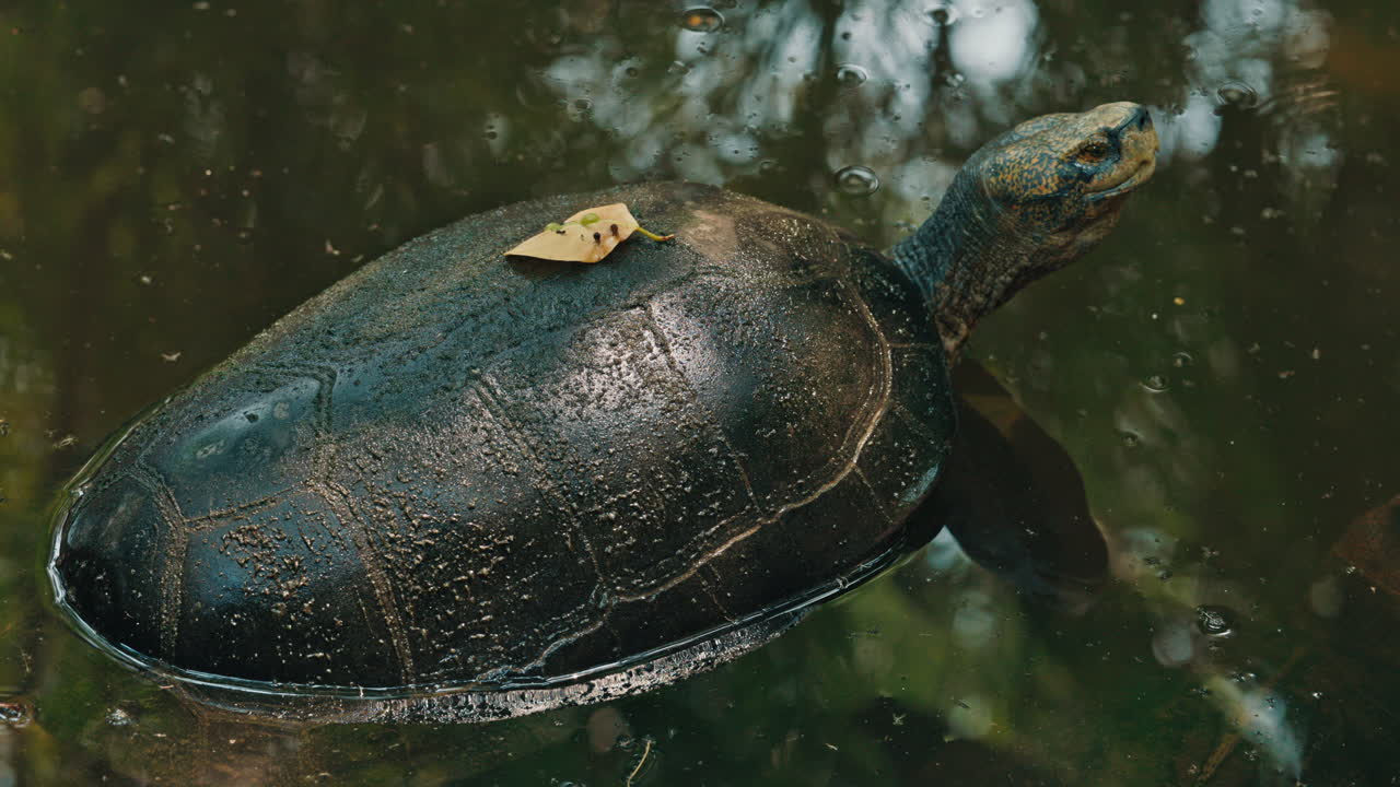 A turtle swimming in murky water with a leaf on its shell