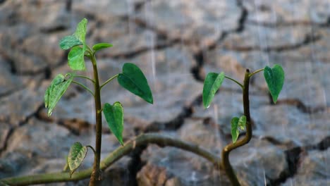 Closeup-shot-of-a-young-plant-on-a-barren-land-during-a-rainy-day