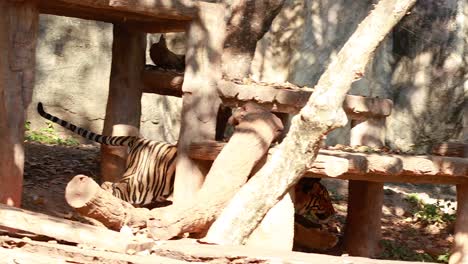 tiger moves through enclosure at korat zoo