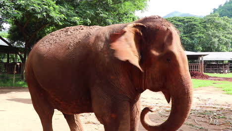 Side-shot-of-an-elephant-wiggling-his-ears