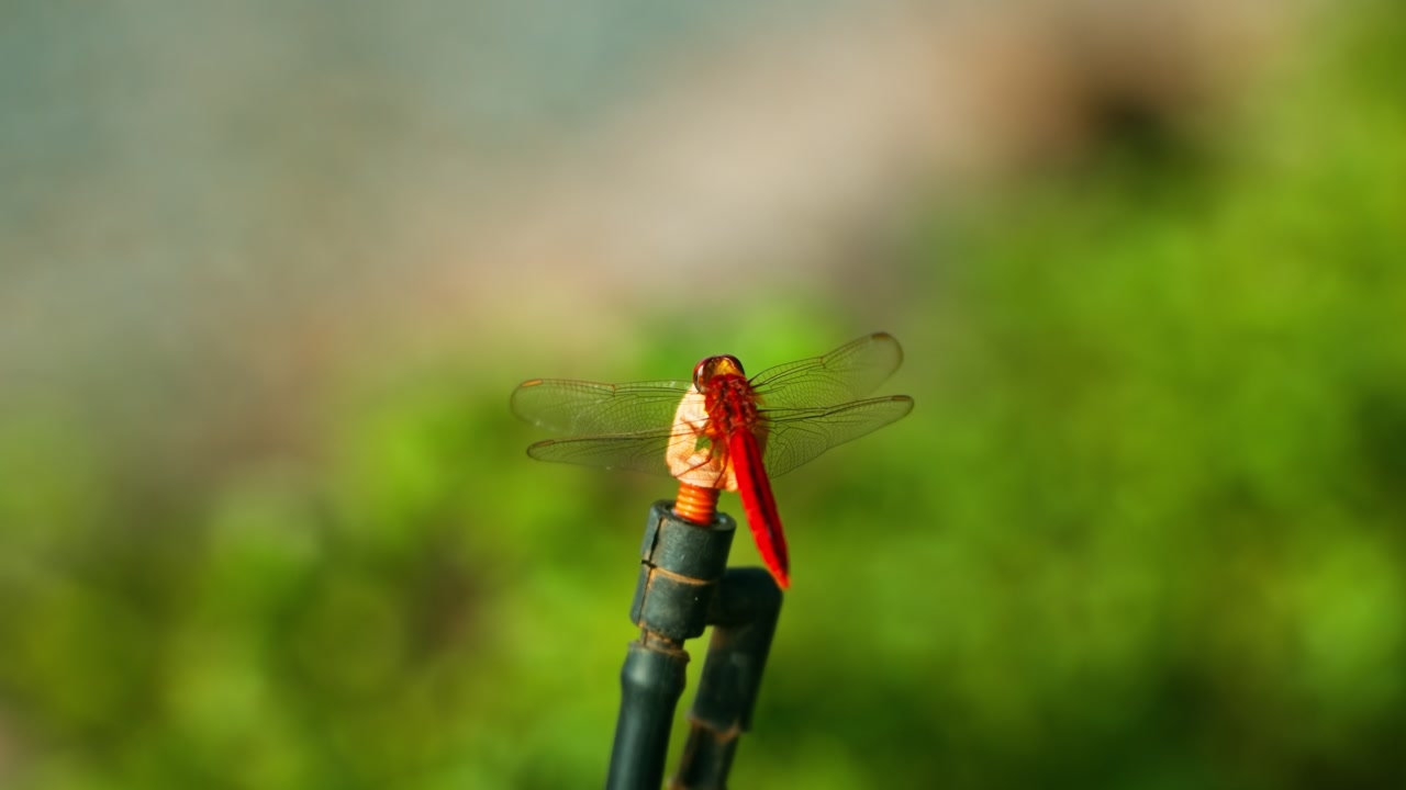 Extreme close-up reveals the intricate details of a vibrant red dragonfly as it rests on a water nozzle in a green field, a beneficial insect and predator in a healthy garden ecosystem