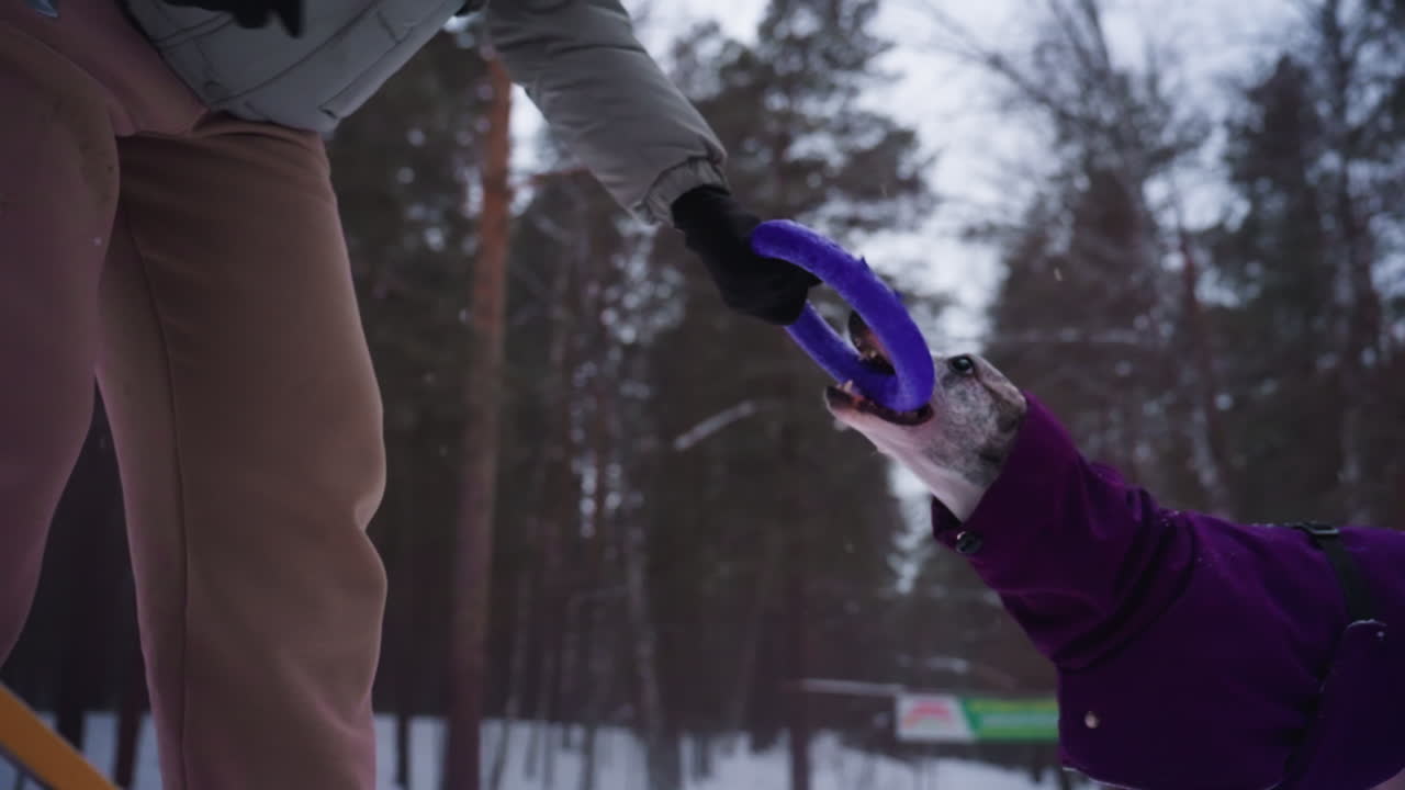 Dog in purple coat enthusiastically bites rubber toy held by person wearing beige pants and gloves during playful tug-of-war in snowy forest, showing energy, motion, and winter bonding in nature