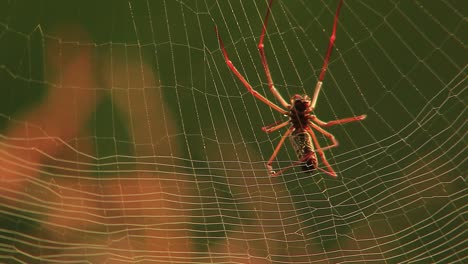 en la vista frontal de la araña tejedora de seda dorada hilando su red, mirando a través de la red