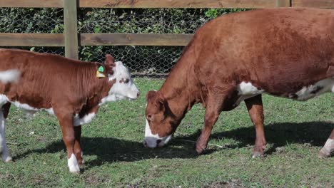 mother and calf graze in pen as child approaches to feed off milk at midday