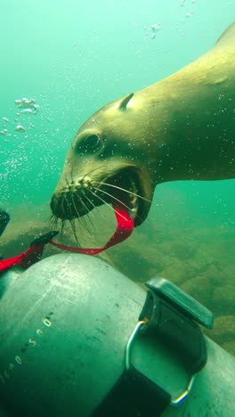 seal playing with dive tank - underwater, vertical shot