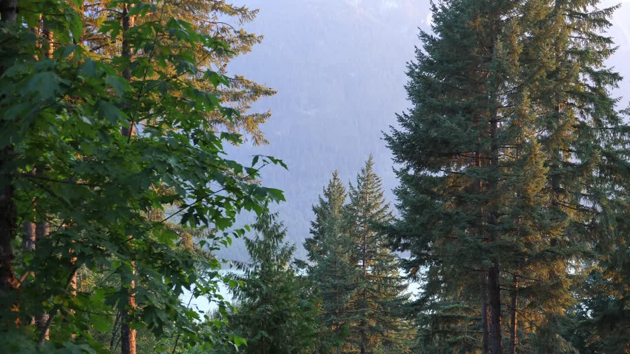 Trees In The Forest Against Blue Sky In BC, Canada