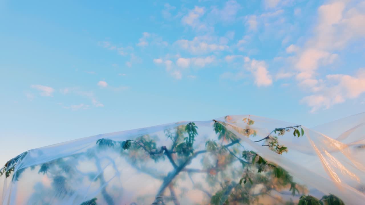 Soft dawn light filters through clear plastic draped on budding branches beneath a pastel blue sky. Malutki, Latvia (Malutki, Latvija)