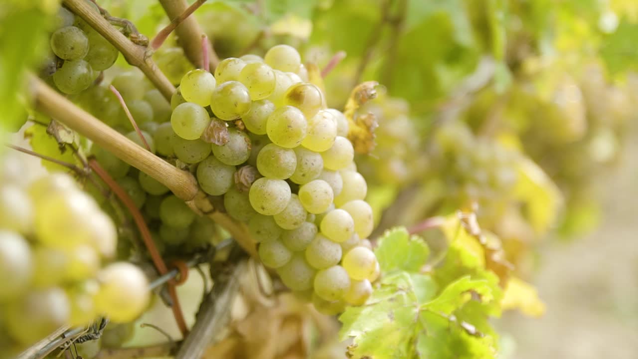 멋진 빛 속에서 푸른 포도를 가까이서 보세요