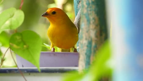 saffron finch eating from food bowl in columbia, close-up