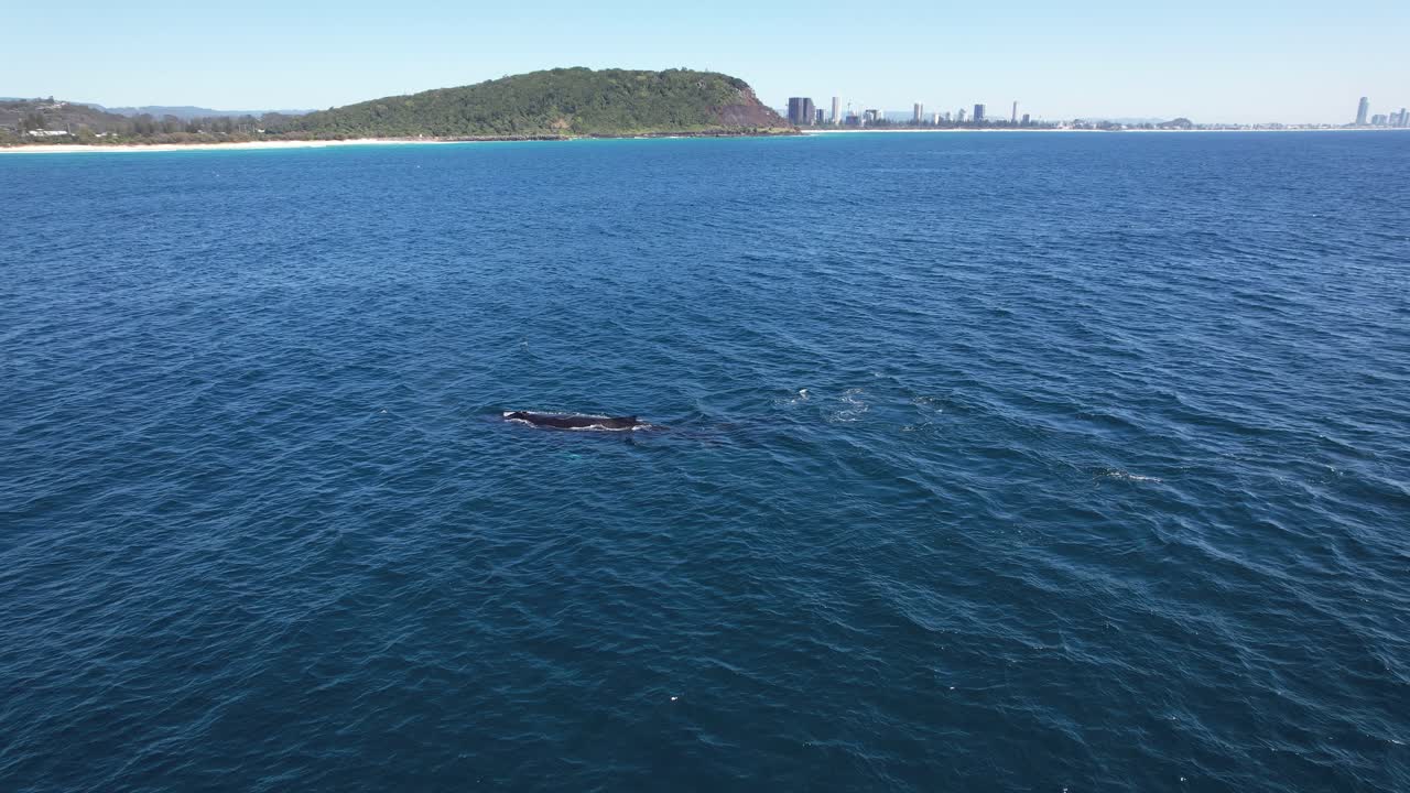 Migrating Whales Crossing Near Burleigh Heads National Park On The Gold Coast, Queensland, Australia. Aerial Shot