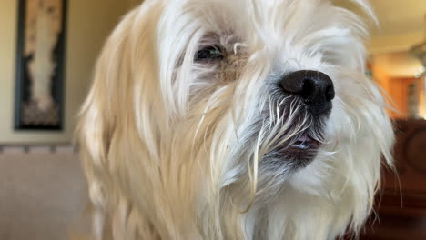 Roxy,-La-Terrier,-Puede-Que-Sea-Madura,-Pero-Mantiene-El-Interés-Por-Lo-Que-Sucede-En-La-Familia-Como-La-Gente-En-Un-Partido-De-Tenis.