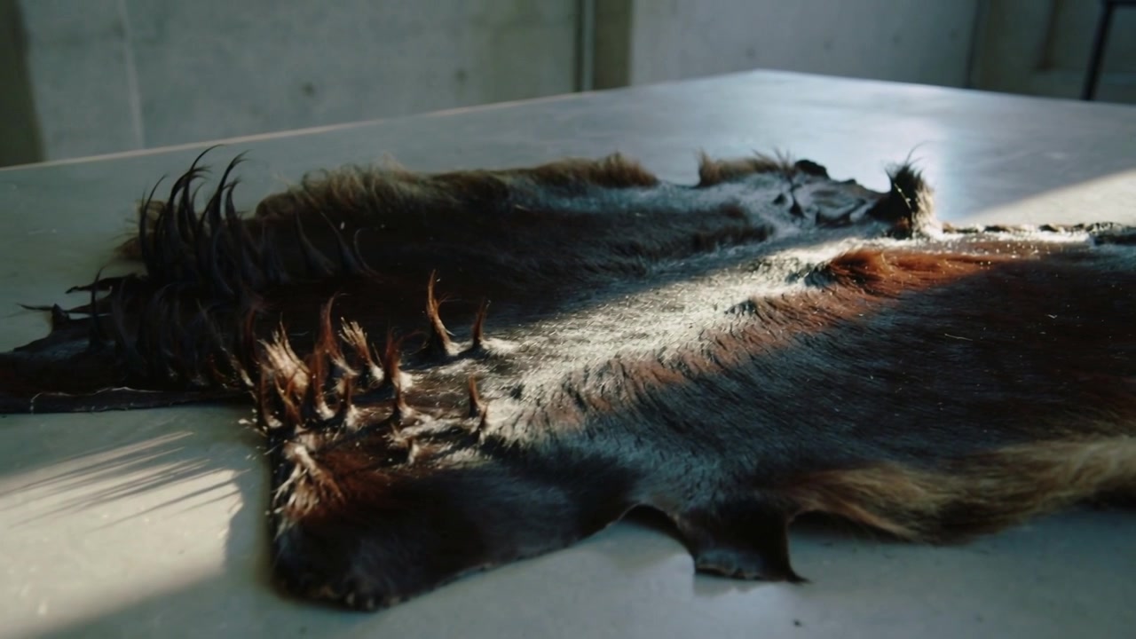 Reframing camera moving across workroom table, sunlight sliding over pelt revealing fur texture