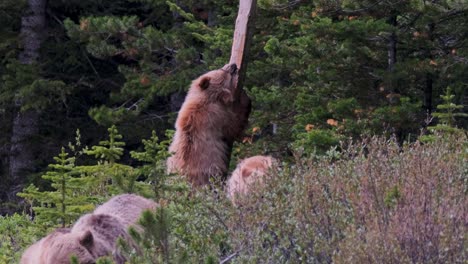 un oso pardo camina a través de un desierto forestal, frotando su cuerpo en un poste de madera mientras otros osos pardos caminan cerca
