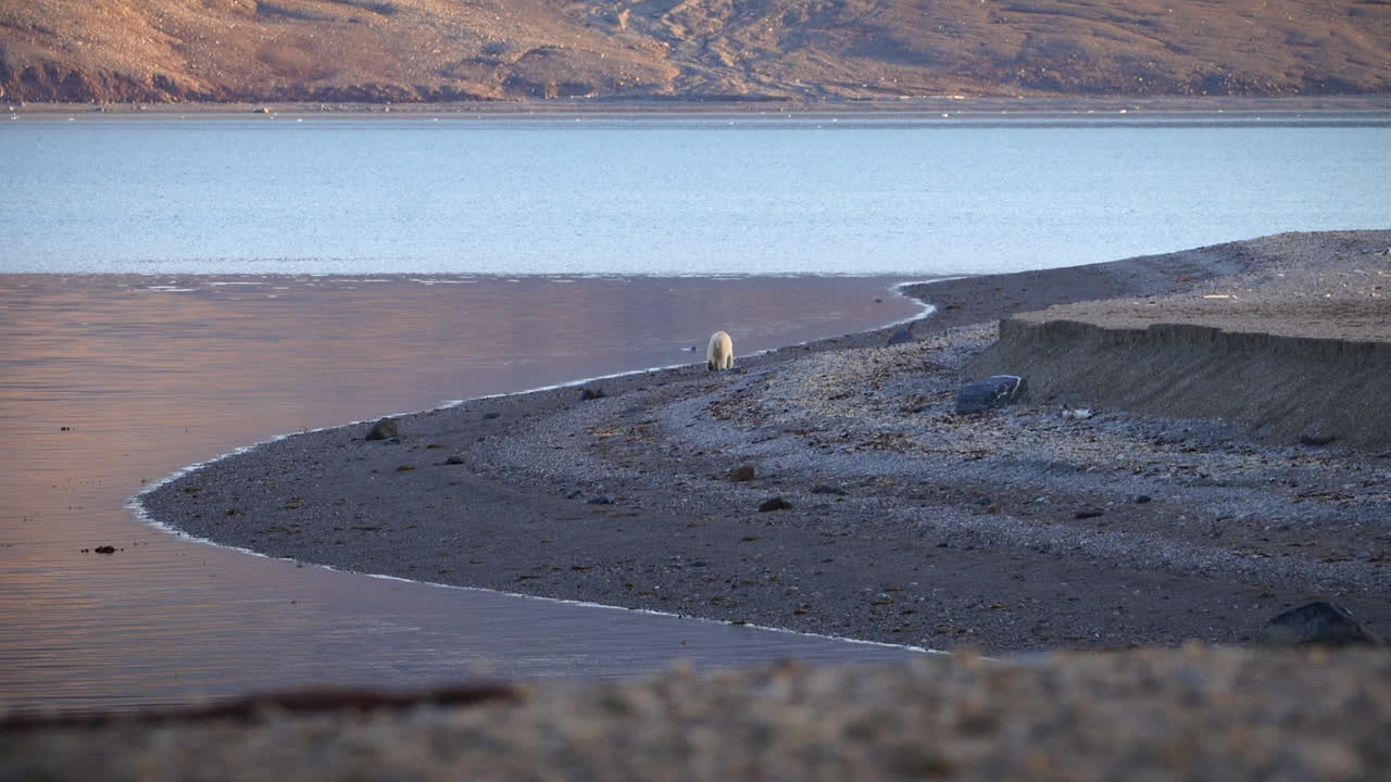 oso polar paseando por la playa