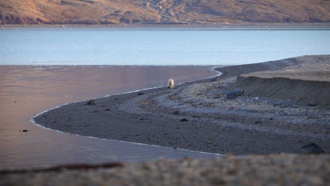 Eisbär,-Der-Am-Strand-Herumspaziert