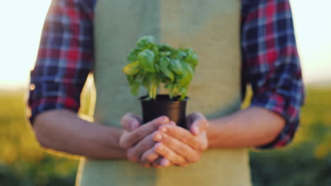 un agricultor sostiene una maceta de una planta de albahaca en sus manos concepto de especias frescas